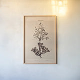 Seaweed I by Deborah Revell. shown as a paper print in a natural frame. Available as a archival giclee rolled canvas, fine art paper, or poster print. SKU 95767h.