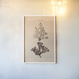 Seaweed I by Deborah Revell. shown as a paper print in a white frame. Available as a archival giclee rolled canvas, fine art paper, or poster print. SKU 95767h.