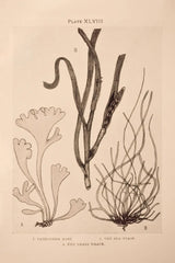 Seaweed II by Deborah Revell. SKU 95768h. Archival Giclee Fine art print for wall decor.