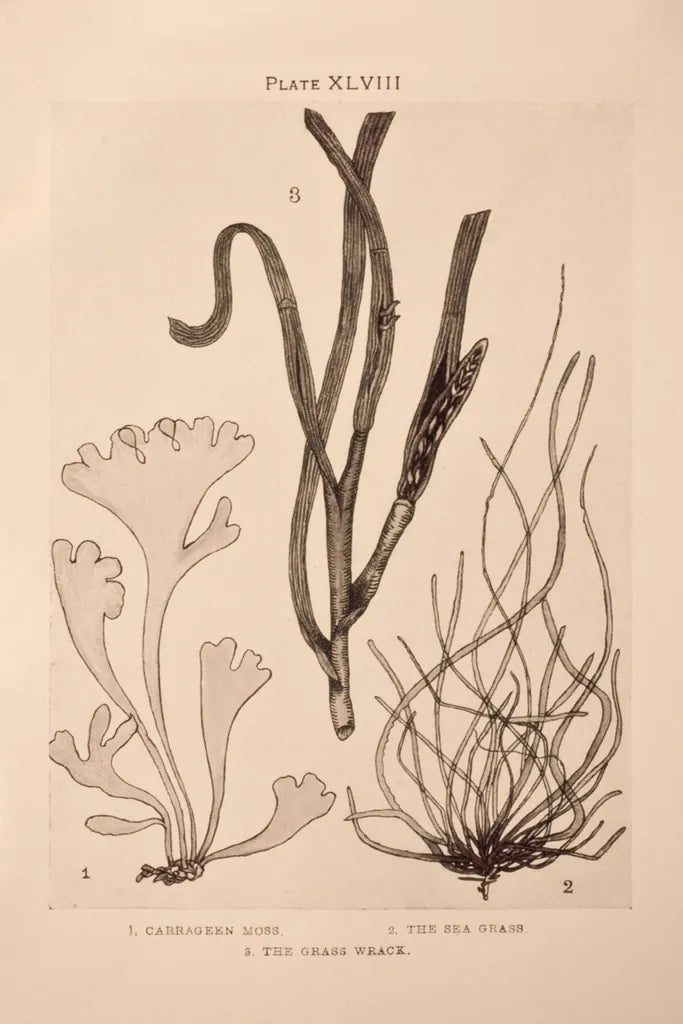 Seaweed II by Deborah Revell. SKU 95768h. Archival Giclee Fine art print for wall decor.