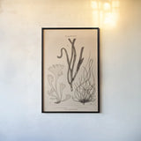 Seaweed II by Deborah Revell. shown as a paper print in a black flame. Available as a archival giclee rolled canvas, fine art paper, or poster print. SKU 95768h.