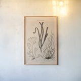 Seaweed II by Deborah Revell. shown as a paper print in a natural frame. Available as a archival giclee rolled canvas, fine art paper, or poster print. SKU 95768h.