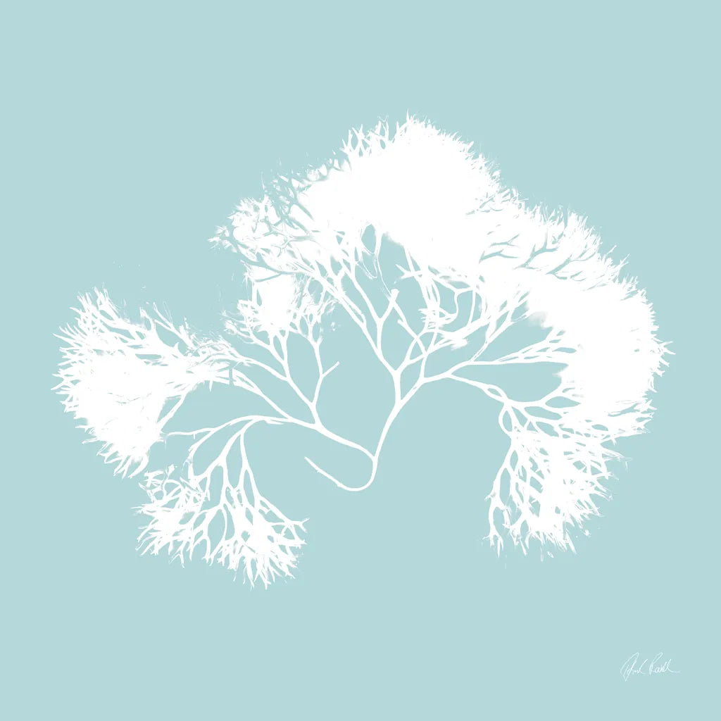 Seaweed III by Deborah Revell. SKU 91126a. Archival Giclee Fine art print for wall decor.