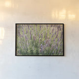 Secret Garden II by Deborah Revell. shown as a paper print in a black flame. Available as a archival giclee rolled canvas, fine art paper, or poster print. SKU 94365i.
