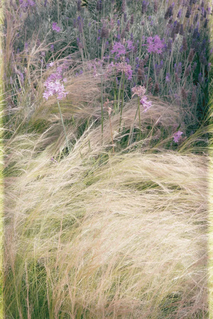 Secret Garden V by Deborah Revell. SKU 94368h. Archival Giclee Fine art print for wall decor.