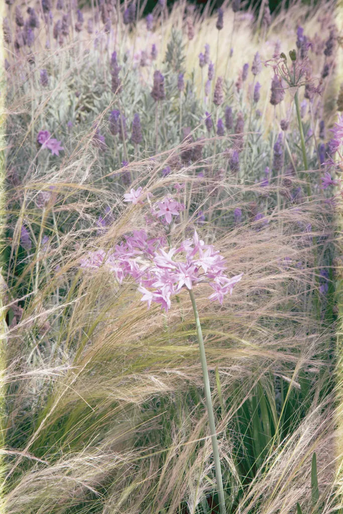Secret Garden VII by Deborah Revell. SKU 94370h. Archival Giclee Fine art print for wall decor.