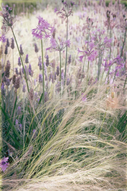 Secret Garden VIII by Deborah Revell. SKU 94371h. Archival Giclee Fine art print for wall decor.