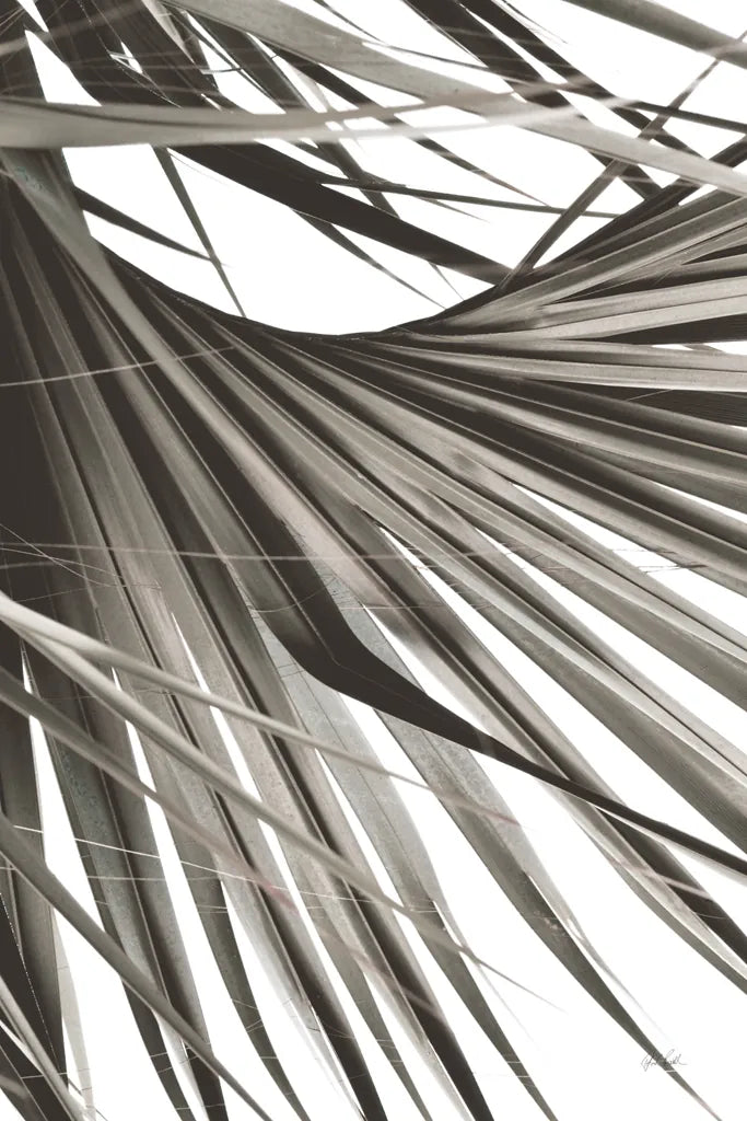 Sepia Palm by Deborah Revell. SKU 95327h. Archival Giclee Fine art print for wall decor.