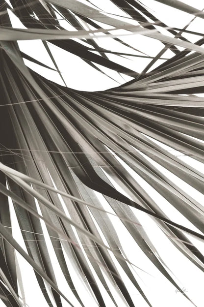 Sepia Palm by Deborah Revell. SKU 95327h. Archival Giclee Fine art print for wall decor.