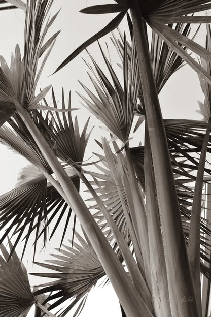 Sepia Palms by Deborah Revell. SKU 94294h. Archival Giclee Fine art print for wall decor.