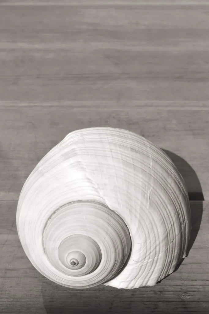 Sepia Shell by Deborah Revell. SKU 95328h. Archival Giclee Fine art print for wall decor.