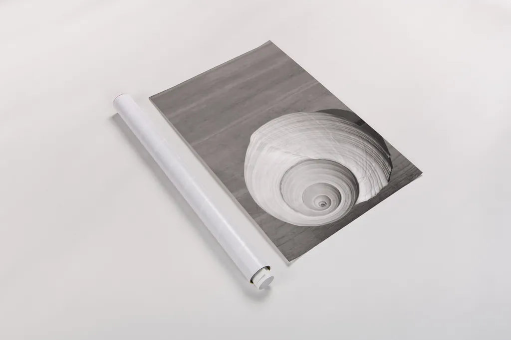 Sepia Shell by Deborah Revell. shown as a rolled paper print. Available as archival giclee rolled canvas, fine art paper, or poster print. SKU 95328h.