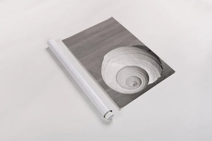 Sepia Shell by Deborah Revell. shown as a rolled paper print. Available as archival giclee rolled canvas, fine art paper, or poster print. SKU 95328h.