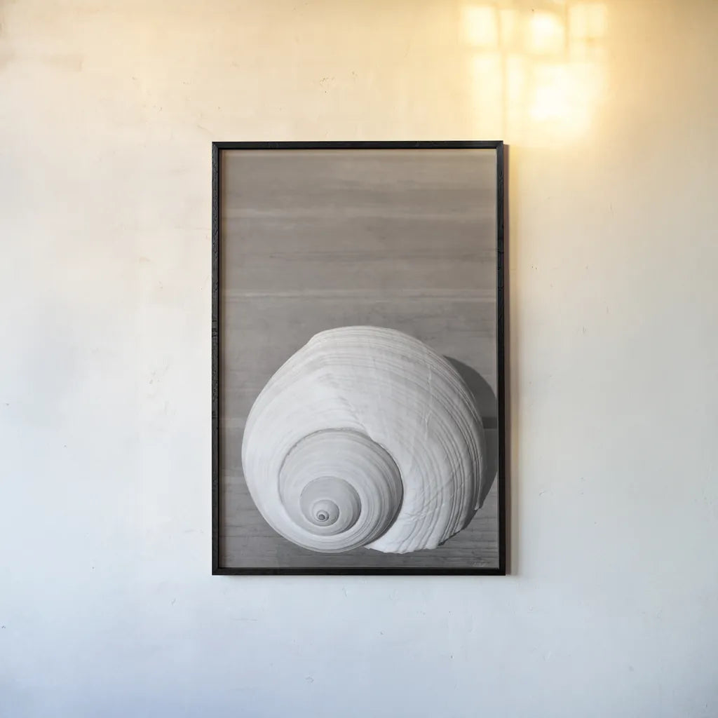 Sepia Shell by Deborah Revell. shown as a paper print in a black flame. Available as a archival giclee rolled canvas, fine art paper, or poster print. SKU 95328h.