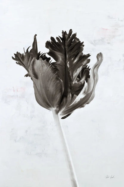 Sepia Tulip I by Deborah Revell. SKU 93418h. Archival Giclee Fine art print for wall decor.