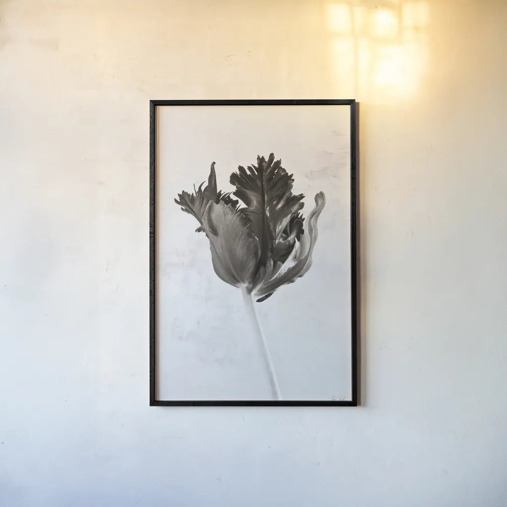 Sepia Tulip I by Deborah Revell. shown as a paper print in a black flame. Available as a archival giclee rolled canvas, fine art paper, or poster print. SKU 93418h.
