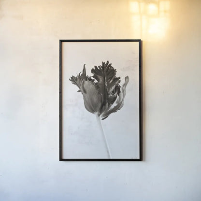 Sepia Tulip I by Deborah Revell. shown as a paper print in a black flame. Available as a archival giclee rolled canvas, fine art paper, or poster print. SKU 93418h.