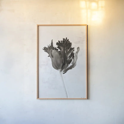 Sepia Tulip I by Deborah Revell. shown as a paper print in a natural frame. Available as a archival giclee rolled canvas, fine art paper, or poster print. SKU 93418h.