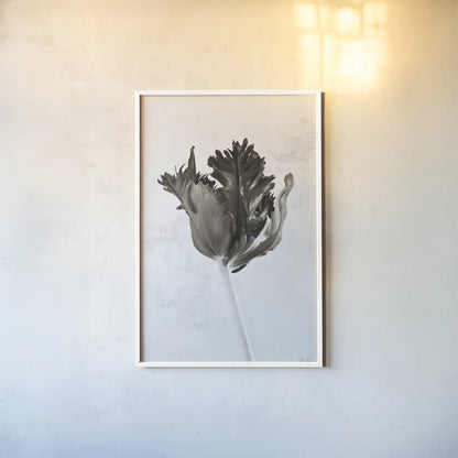 Sepia Tulip I by Deborah Revell. shown as a paper print in a white frame. Available as a archival giclee rolled canvas, fine art paper, or poster print. SKU 93418h.