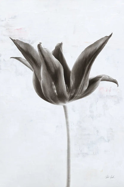 Sepia Tulip II by Deborah Revell. SKU 93419h. Archival Giclee Fine art print for wall decor.