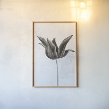 Sepia Tulip II by Deborah Revell. shown as a paper print in a natural frame. Available as a archival giclee rolled canvas, fine art paper, or poster print. SKU 93419h.