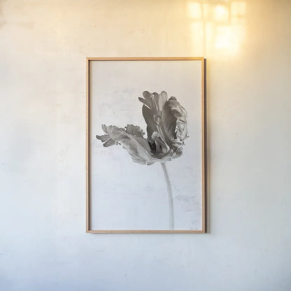 Sepia Tulip III by Deborah Revell. shown as a paper print in a natural frame. Available as a archival giclee rolled canvas, fine art paper, or poster print. SKU 93420h.