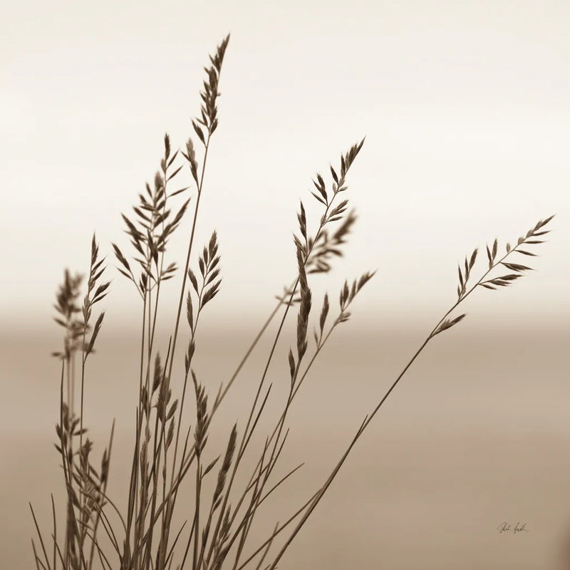Sepia Wheat by Deborah Revell. SKU 104325a. Archival Giclee Fine art print for wall decor.
