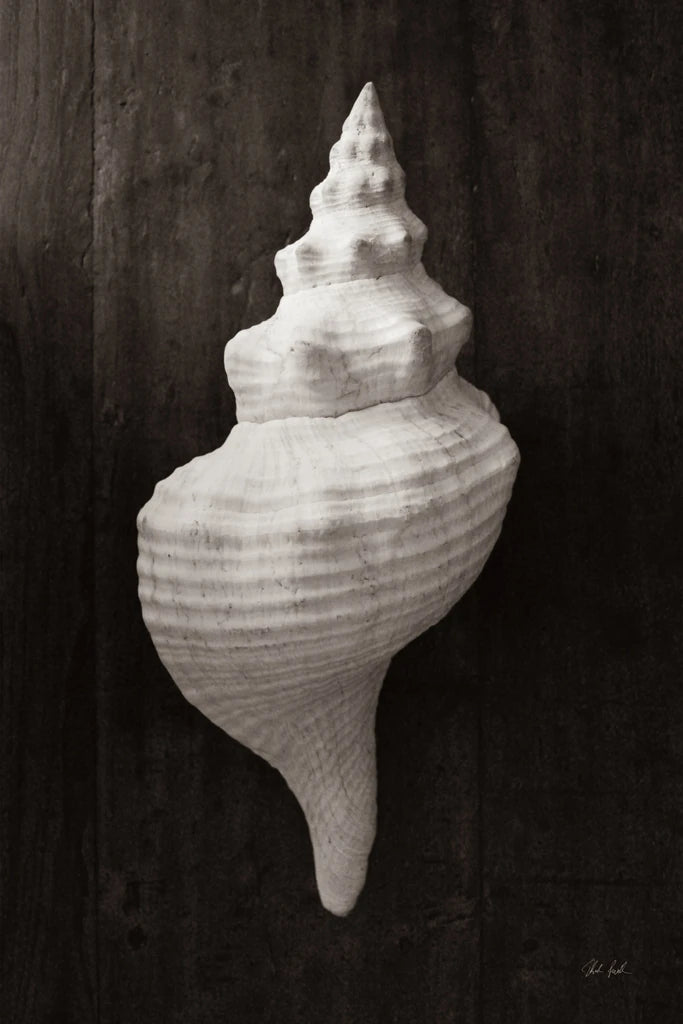Shell by Deborah Revell