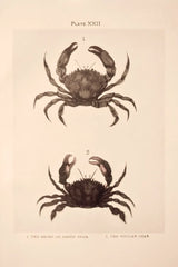 Shore and Fiddler Crab by Deborah Revell. SKU 95764h. Archival Giclee Fine art print for wall decor.