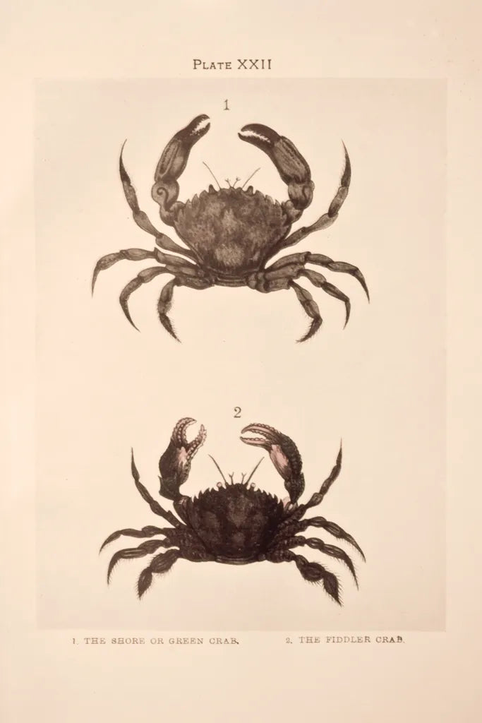 Shore and Fiddler Crab by Deborah Revell. SKU 95764h. Archival Giclee Fine art print for wall decor.