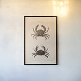 Shore and Fiddler Crab by Deborah Revell. shown as a paper print in a black flame. Available as a archival giclee rolled canvas, fine art paper, or poster print. SKU 95764h.