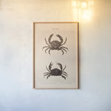 Shore and Fiddler Crab by Deborah Revell. shown as a paper print in a natural frame. Available as a archival giclee rolled canvas, fine art paper, or poster print. SKU 95764h.
