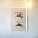 Shore and Fiddler Crab by Deborah Revell. shown as a paper print in a white frame. Available as a archival giclee rolled canvas, fine art paper, or poster print. SKU 95764h.