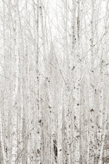 Silver Birch by Deborah Revell. SKU 96821h. Archival Giclee Fine art print for wall decor.
