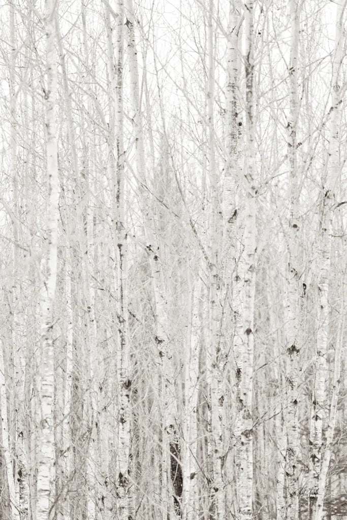 Silver Birch by Deborah Revell. SKU 96821h. Archival Giclee Fine art print for wall decor.
