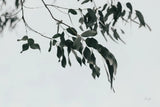 Simple Eucalyptus I by Deborah Revell. SKU 102714i. Archival Giclee Fine art print for wall decor.