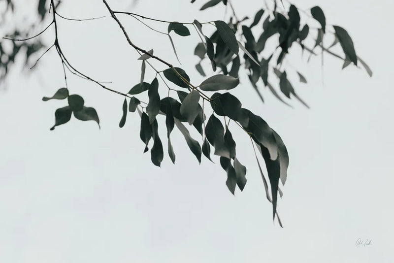 Simple Eucalyptus I by Deborah Revell. SKU 102714i. Archival Giclee Fine art print for wall decor.