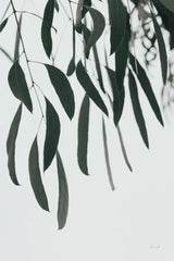 Simple Eucalyptus II by Deborah Revell. SKU 102715h. Archival Giclee Fine art print for wall decor.