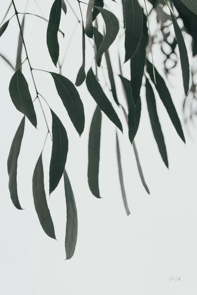 Simple Eucalyptus II by Deborah Revell. SKU 102715h. Archival Giclee Fine art print for wall decor.