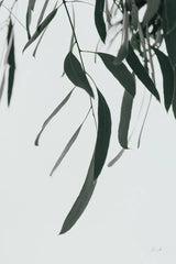 Simple Eucalyptus III by Deborah Revell. SKU 102716h. Archival Giclee Fine art print for wall decor.