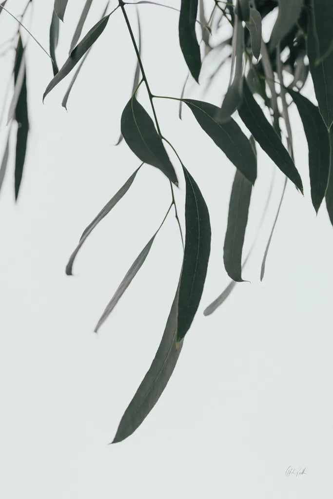Simple Eucalyptus III by Deborah Revell. SKU 102716h. Archival Giclee Fine art print for wall decor.