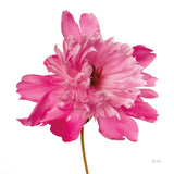 Simple Peony by Deborah Revell. SKU 104470a. Archival Giclee Fine art print for wall decor.