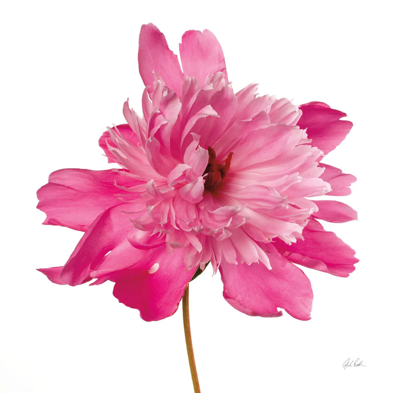 Simple Peony by Deborah Revell. SKU 104470a. Archival Giclee Fine art print for wall decor.