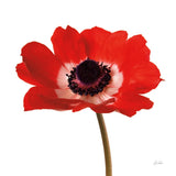 Simple Poppy by Deborah Revell. SKU 104471a. Archival Giclee Fine art print for wall decor.