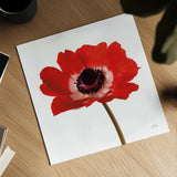 Simple Poppy by Deborah Revell. Shown as a detailed flat fine art print, highlighting archival giclee quality. Available as an archival giclee rolled canvas, fine art paper, or poster print. SKU 104471a.