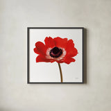 Simple Poppy by Deborah Revell. Shown in a sleek black glass frame for a contemporary gallery look. Available as an archival giclee rolled canvas, fine art paper, or poster print. SKU 104471a.