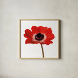 Simple Poppy by Deborah Revell. Shown in a natural wood glass frame for a timeless modern aesthetic. Available as an archival giclee rolled canvas, fine art paper, or poster print. SKU 104471a.