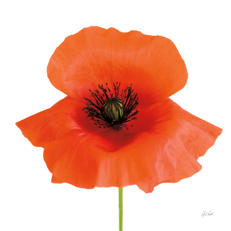 Simple Wild Poppy by Deborah Revell. SKU 104467a. Archival Giclee Fine art print for wall decor.