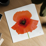 Simple Wild Poppy by Deborah Revell. Shown as a detailed flat fine art print, highlighting archival giclee quality. Available as an archival giclee rolled canvas, fine art paper, or poster print. SKU 104467a.