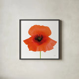 Simple Wild Poppy by Deborah Revell. Shown in a sleek black glass frame for a contemporary gallery look. Available as an archival giclee rolled canvas, fine art paper, or poster print. SKU 104467a.